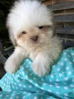 Treasure, a male Shih Tzu for sale in Harrogate, TN – 8 of 10