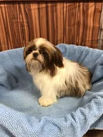 Morrie, a male Shih Tzu for sale in Harrogate, TN – 9 of 10