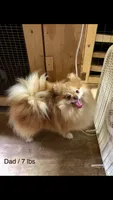 Razzie, a male Pomeranian for sale in Harrogate, TN – 6 of 9