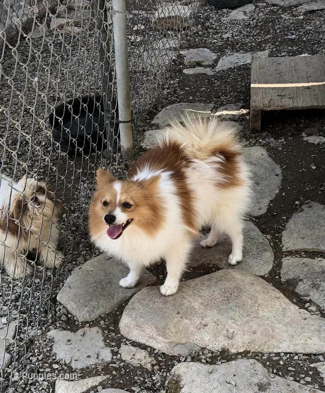 Brawler – Pomeranian puppy for sale in Harrogate, TN