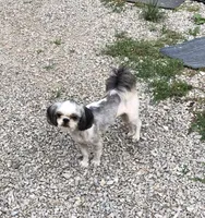 Winfield, a male Shih Tzu for sale in Harrogate, TN – 3 of 9