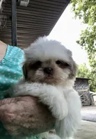 Treasure, a male Shih Tzu for sale in Harrogate, TN – 5 of 10