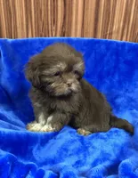 Rex, a male Shih Tzu for sale in Harrogate, TN – 7 of 10