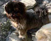 Denton, a male Shih Tzu for sale in Harrogate, TN – 7 of 10