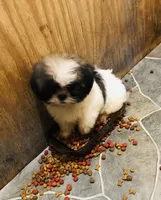 Ruby, a female Shih Tzu for sale in Harrogate, TN – 6 of 9