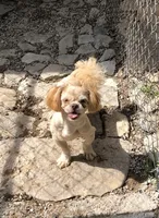 Rusty , a male Shih Tzu for sale in Harrogate, TN – 3 of 10