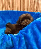 Vince, a male Shih Tzu for sale in Harrogate, TN – 2 of 9