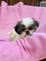 Dolly, a female Shih Tzu for sale in Harrogate, TN – 7 of 10