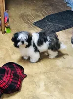 Skip, a male Shih Tzu for sale in Harrogate, TN – Photo 7 of 10