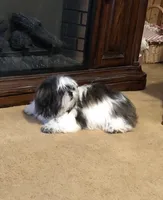 Skip, a male Shih Tzu for sale in Harrogate, TN – Photo 2 of 10