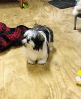 Skip, a male Shih Tzu for sale in Harrogate, TN – Photo 9 of 10