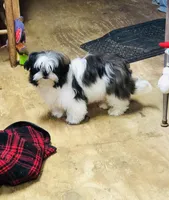 Skip, a male Shih Tzu for sale in Harrogate, TN – Photo 10 of 10