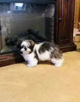 Skip, a male Shih Tzu for sale in Harrogate, TN – Photo 5 of 10