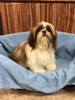 Morrie, a male Shih Tzu for sale in Harrogate, TN – 4 of 10