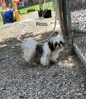 Ross, a male Shih Tzu for sale in Harrogate, TN – 5 of 7