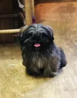 Ali, a female Shih Tzu for sale in Harrogate, TN – Photo 2 of 10