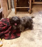 Ali, a female Shih Tzu for sale in Harrogate, TN – Photo 6 of 10