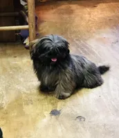 Ali, a female Shih Tzu for sale in Harrogate, TN – Photo 10 of 10