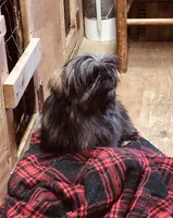 Ali, a female Shih Tzu for sale in Harrogate, TN – Photo 7 of 10