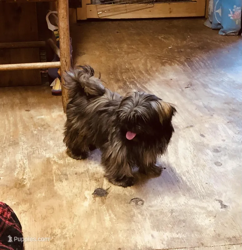 Ali – Shih Tzu puppy for sale in Harrogate, TN