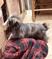 Ali, a female Shih Tzu for sale in Harrogate, TN – Photo 9 of 10