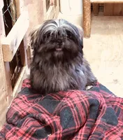 Ali, a female Shih Tzu for sale in Harrogate, TN – Photo 5 of 10