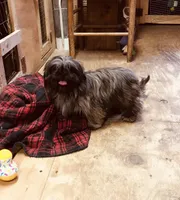 Ali, a female Shih Tzu for sale in Harrogate, TN – Photo 8 of 10