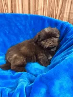 Vince, a male Shih Tzu for sale in Harrogate, TN – 6 of 9