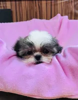 Dolly, a female Shih Tzu for sale in Harrogate, TN – 9 of 10