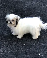 Dolly, a female Shih Tzu for sale in Harrogate, TN – 8 of 10