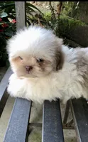 Treasure, a male Shih Tzu for sale in Harrogate, TN – 2 of 10