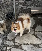 Brawler, a male Pomeranian for sale in Harrogate, TN – 9 of 10