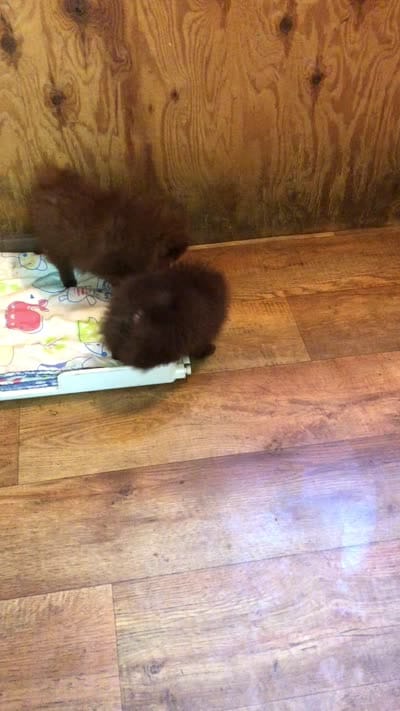 Razzie, a male Pomeranian for sale in Harrogate, TN – 9 of 9