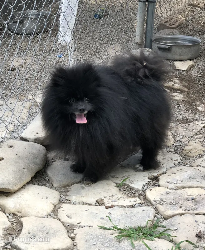 Shadow – Pomeranian puppy for sale in Harrogate, TN