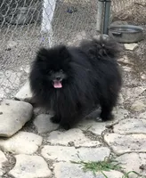 Shadow, a male Pomeranian for sale in Harrogate, TN – 1 of 10