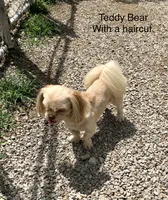 Teddy Bear, a male Shih Tzu for sale in Harrogate, TN – 4 of 10