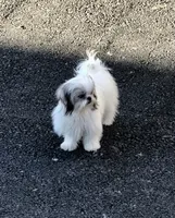 Dolly, a female Shih Tzu for sale in Harrogate, TN – 2 of 10