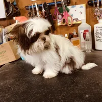 Wes, a male Shih Tzu for sale in Harrogate, TN – Photo 7 of 9