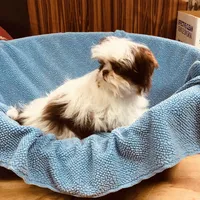 Wes, a male Shih Tzu for sale in Harrogate, TN – Photo 8 of 9