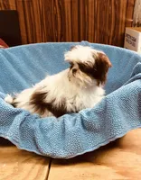 Wes, a male Shih Tzu for sale in Harrogate, TN – Photo 8 of 9