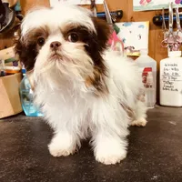 Wes, a male Shih Tzu for sale in Harrogate, TN – Photo 3 of 9
