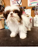 Wes, a male Shih Tzu for sale in Harrogate, TN – Photo 3 of 9