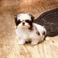 Wes, a male Shih Tzu for sale in Harrogate, TN – Photo 4 of 9