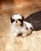 Wes, a male Shih Tzu for sale in Harrogate, TN – Photo 4 of 9