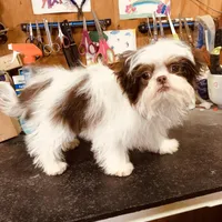 Wes, a male Shih Tzu for sale in Harrogate, TN – Photo 9 of 9