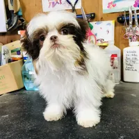 Wes, a male Shih Tzu for sale in Harrogate, TN – Photo 6 of 9