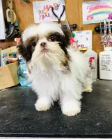 Wes, a male Shih Tzu for sale in Harrogate, TN – Photo 6 of 9