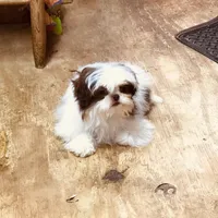 Wes, a male Shih Tzu for sale in Harrogate, TN – Photo 1 of 9