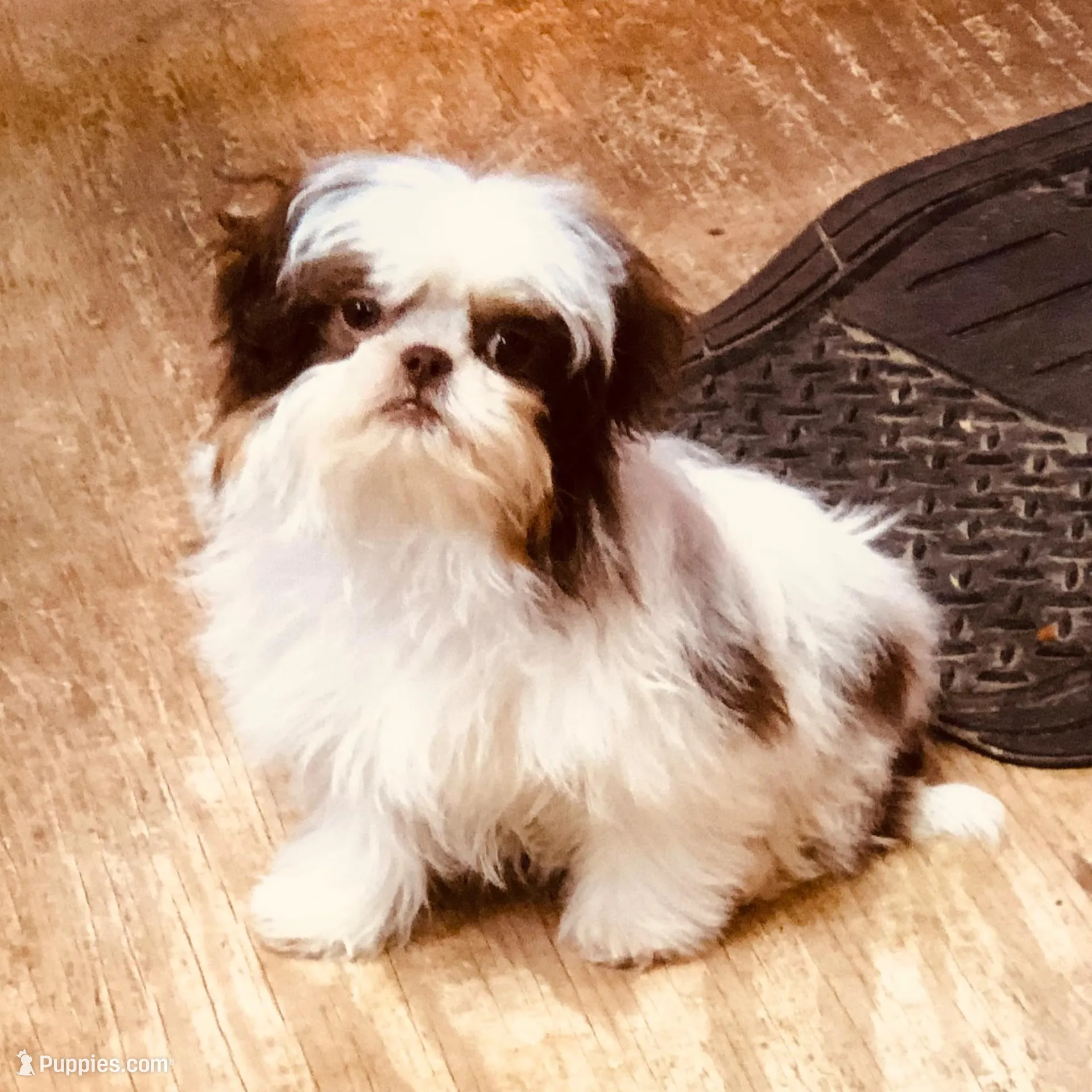 Wes, a male Shih Tzu for sale in Harrogate, TN – Photo 2 of 9