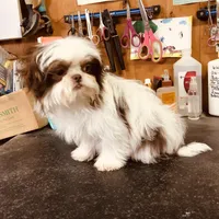 Wes, a male Shih Tzu for sale in Harrogate, TN – Photo 5 of 9